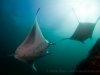 Mick Tait, Komodo 2011
