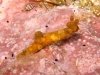 Nudibranch Trip November 2011