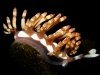 Nudibranchs