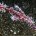 Nudibranch & Critter Cruise Sumbawa-Sangaeng-Komodo-Flores-Alor 