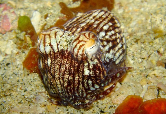 Pyjama Squid, Milne Bay. Photo by Graham Abbott Pyjama Squid, Milne Bay. Photo by Graham Abbott
