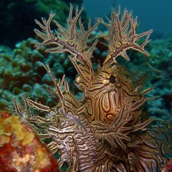 Milne Bay to Kimbe Bay Adventure 