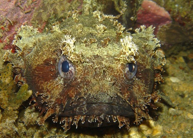 Toadfish, Graham Abbott