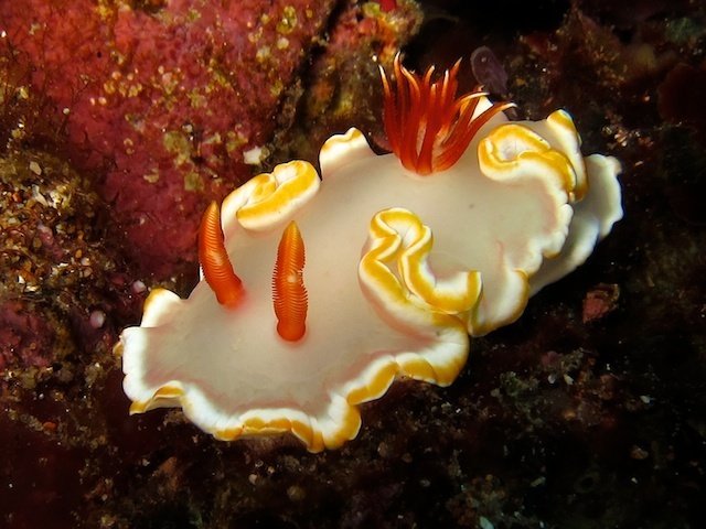Glossodoris averni. Photo by Graham Abbott Glossodoris averni. Photo by Graham Abbott