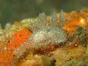 Unknown Thecacera sp. – Photo by Graham Abbott