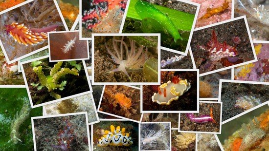 Nudi collage