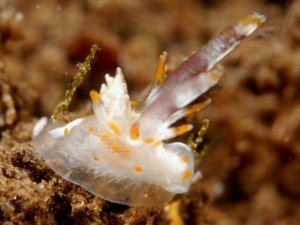 Okenia cf. rhinorna, Photo by Anouk Houben Okenia cf. rhinorna, Photo by Anouk Houben