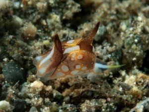 Siphopteron sp