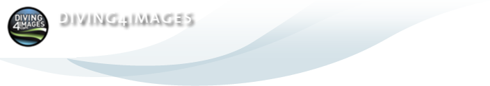 Diving 4 Images