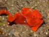 ga-frogfish_red_small
