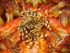 Zebra crabs, Zebrida adamsii, on a fire urchin, Asthenosoma varium, Komodo National Park, Indonesia.