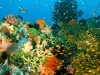 Reef scenic with amazing diversity of corals, invertebrates and fishes, Komodo National Park Indonesia.