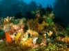 Reef scenic with Clark anemonefishes, Amphiprion clarkii, Komodo National Park Indonesia.