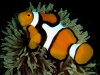 ga-anemonefish_perculamb