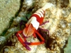 ga-emperor_shrimp_sea_cuc-mb