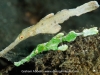 Pair of Halimeda ghost pipefish