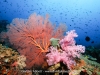 Colourful Coral Scenery