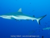 Up Close & Personal -Grey Reef Shark
