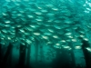 Mackerel scad, Decapterus russelli, school under a jetty, Raja Ampat Indonesia