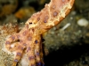 A much sought after blue ringed octopus seen these on quite a few trips in Halmahera already