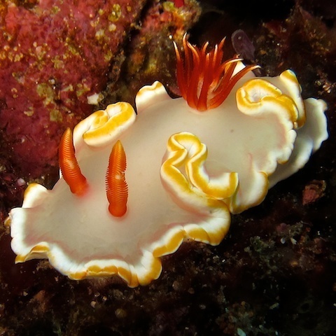Critters and Nudibranchs 2013